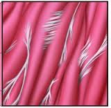 fascialadhesions